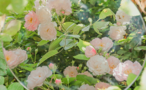 立春勵志早安心情說說 立春正能量語錄2