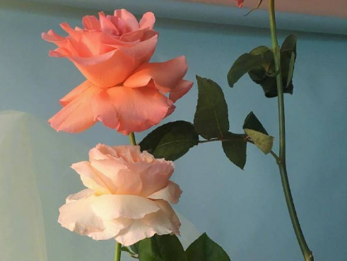 表達(dá)遺憾的朋友圈句子大全 深意感慨遺憾的心情說說1