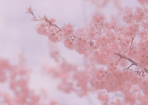 春節(jié)給領(lǐng)導(dǎo)的拜年祝福短信 除夕夜給領(lǐng)導(dǎo)的拜年賀詞句子2