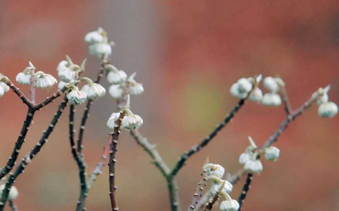 2021關(guān)于春天發(fā)朋友圈唯美文案 描寫(xiě)春天的優(yōu)美句子1