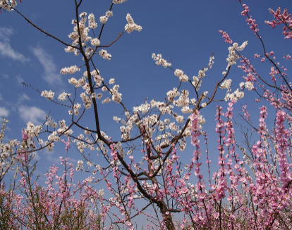 2021關(guān)于春天發(fā)朋友圈唯美文案 描寫(xiě)春天的優(yōu)美句子2