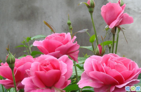 2021春天賞花的心情說(shuō)說(shuō) 春日賞花拍照的唯美句子1