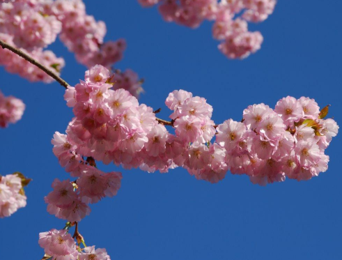 2021春天賞花的心情說(shuō)說(shuō) 春日賞花拍照的唯美句子2