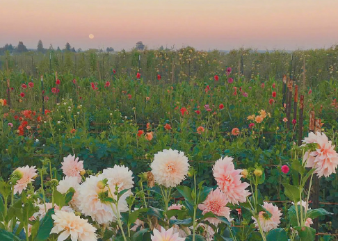 適合三月發(fā)朋友圈的文藝句子 想和你一起在三月吹春風(fēng)1