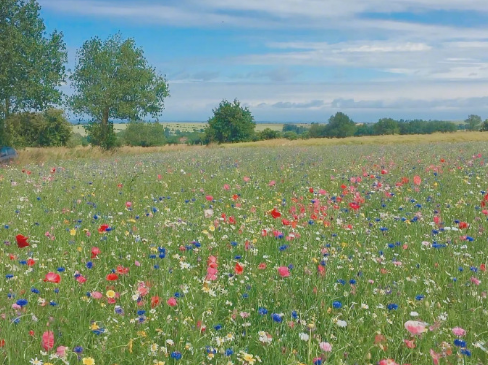 適合三月發(fā)朋友圈的文藝句子 想和你一起在三月吹春風(fēng)2