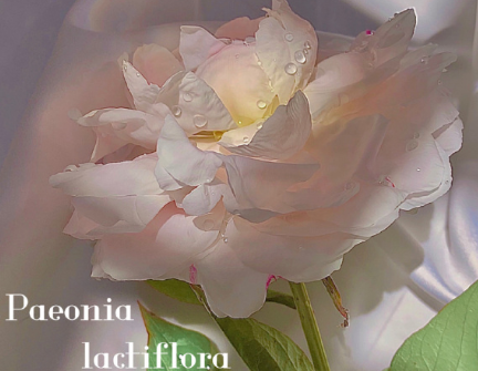 表達(dá)對對方一見傾心的文案帶圖片 煙花轉(zhuǎn)瞬即逝灰燼倒是永恒9