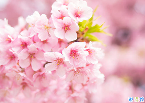 春天桃花開的唯美句子配圖 朋友圈曬桃花開了句子20211