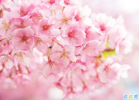 春天桃花開的唯美句子配圖 朋友圈曬桃花開了句子20212