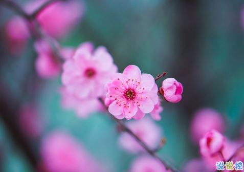 春天桃花開的唯美句子配圖 朋友圈曬桃花開了句子20213