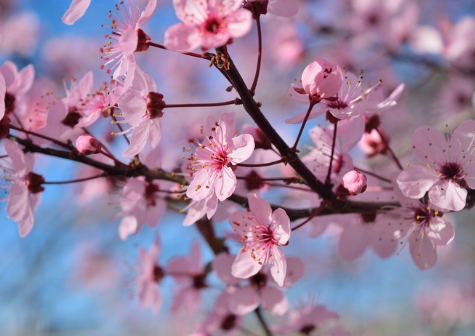 春天桃花開的唯美句子配圖 朋友圈曬桃花開了句子20215