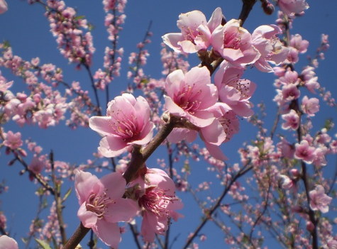 春天桃花開的唯美句子配圖 朋友圈曬桃花開了句子20216