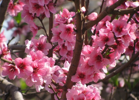 春天桃花開的唯美句子配圖 朋友圈曬桃花開了句子20217