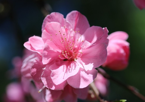 春天桃花開的唯美句子配圖 朋友圈曬桃花開了句子20219