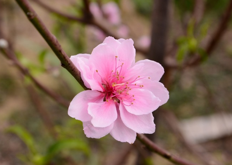 春天桃花開的唯美句子配圖 朋友圈曬桃花開了句子202110
