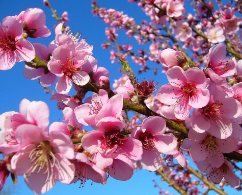 春天桃花開的唯美句子配圖 朋友圈曬桃花開了句子202111