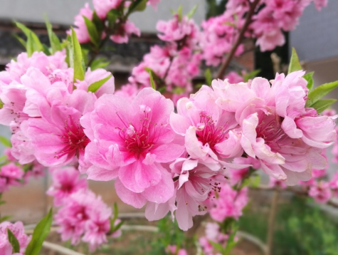 春天桃花開的唯美句子配圖 朋友圈曬桃花開了句子202112