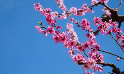 春天桃花開的唯美句子配圖 朋友圈曬桃花開了句子202113