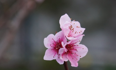 春天桃花開的唯美句子配圖 朋友圈曬桃花開了句子202114