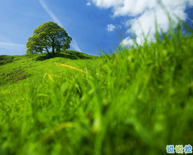 植樹節(jié)的簡(jiǎn)短文字手抄報(bào)文案配圖 2021微信植樹節(jié)說說帶圖片6