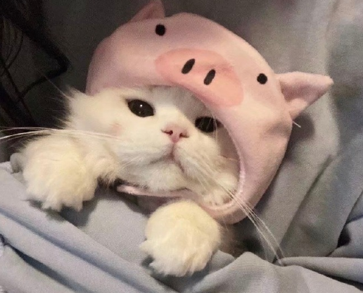 2021無(wú)關(guān)愛(ài)情溫柔干凈文案短句 超甜溫柔唯美小短句1