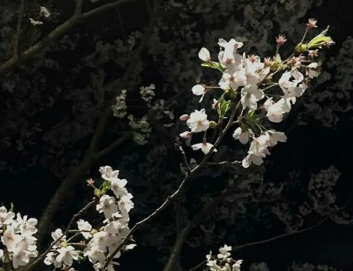 虐到心碎的扎心文案配圖 一秒淚崩的扎心句子帶圖片8