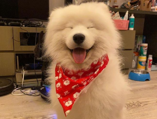 抖音里舔狗的搞笑段子 超級(jí)搞笑的舔狗自嘲文案1