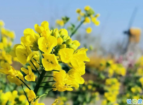關于油菜花的說說簡短帶圖片 2021曬油菜花自拍的短句1