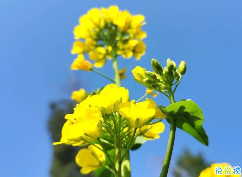 關于油菜花的說說簡短帶圖片 2021曬油菜花自拍的短句3