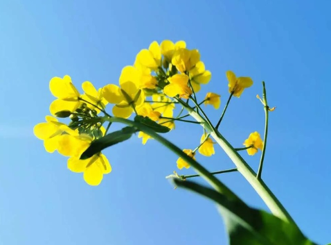 關于油菜花的說說簡短帶圖片 2021曬油菜花自拍的短句4