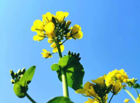 關于油菜花的說說簡短帶圖片 2021曬油菜花自拍的短句5