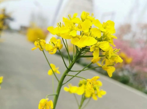 關于油菜花的說說簡短帶圖片 2021曬油菜花自拍的短句6