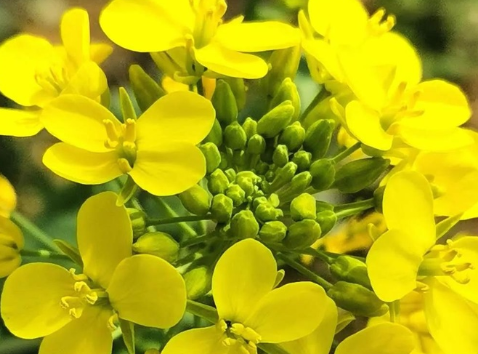 關于油菜花的說說簡短帶圖片 2021曬油菜花自拍的短句7