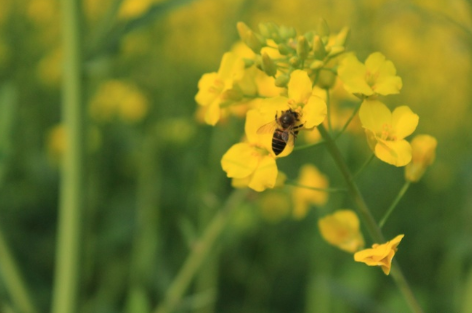關于油菜花的說說簡短帶圖片 2021曬油菜花自拍的短句10