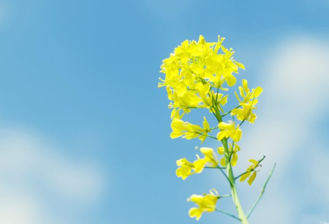 關于油菜花的說說簡短帶圖片 2021曬油菜花自拍的短句11