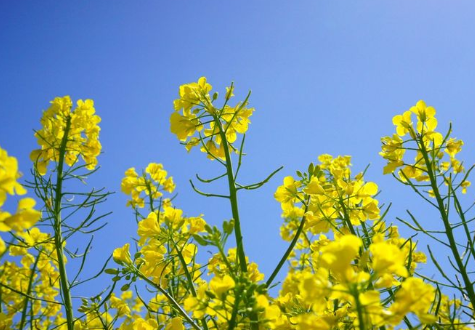 關于油菜花的說說簡短帶圖片 2021曬油菜花自拍的短句12