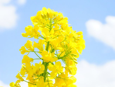 關于油菜花的說說簡短帶圖片 2021曬油菜花自拍的短句13