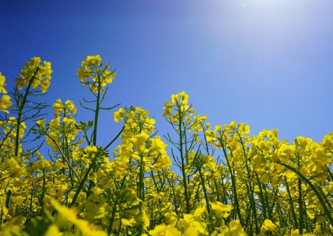 關于油菜花的說說簡短帶圖片 2021曬油菜花自拍的短句14