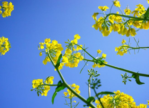 關于油菜花的說說簡短帶圖片 2021曬油菜花自拍的短句15