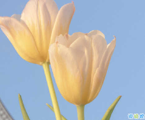 讓人驚艷的古文情話 很美的古文表達愛情的句子1