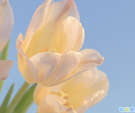 讓人驚艷的古文情話 很美的古文表達愛情的句子2