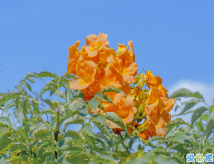 適合愚人節(jié)告白的說說 愚人節(jié)告白的有趣文案1