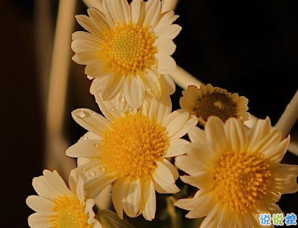 朋友圈曬花朵的優(yōu)美文案 關(guān)于曬花朵的朋友圈7