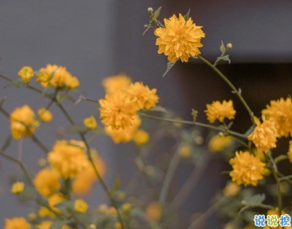 朋友圈曬花朵的優(yōu)美文案 關(guān)于曬花朵的朋友圈8