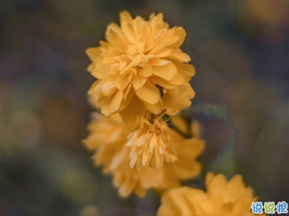 朋友圈曬花朵的優(yōu)美文案 關(guān)于曬花朵的朋友圈9