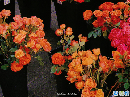 朋友圈曬花朵的優(yōu)美文案 關(guān)于曬花朵的朋友圈10