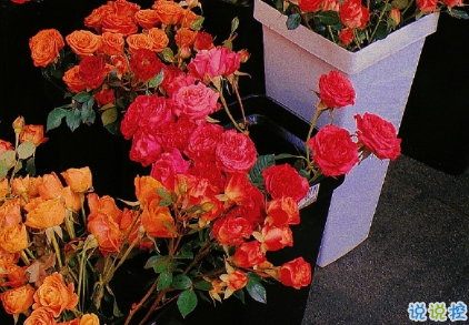 朋友圈曬花朵的優(yōu)美文案 關(guān)于曬花朵的朋友圈11