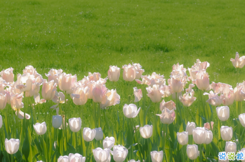 適合四月發(fā)朋友圈的文藝句子 2021四月超級文藝的文案合集2