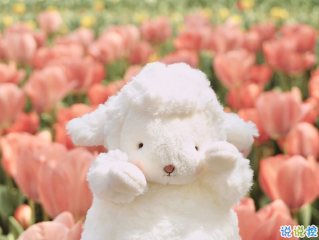 最美最有詩(shī)意的告白句子 文藝又走心的表白文案1