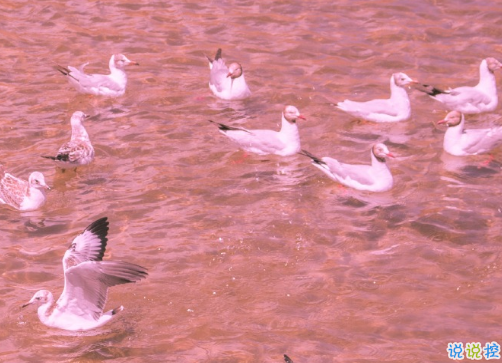 給正在追求女孩子的晚安句子 打動女孩子的超級好聽的晚安文案2