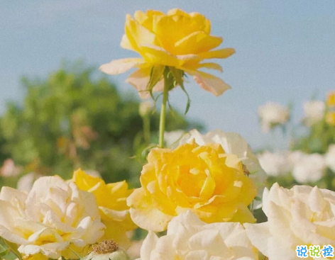 一個(gè)人的理想生活句子朋友圈文案 關(guān)于一個(gè)人生活朋友圈文案配圖1